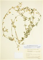 藏品(多子紫苜蓿)的圖片